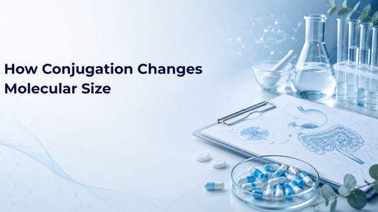 How Conjugation Changes Molecular Size