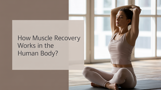 How Muscle Recovery Works in the Human Body?