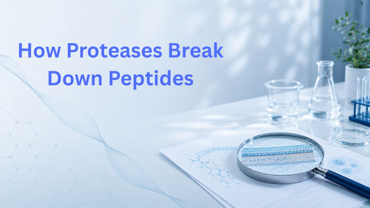 How Proteases Break Down Peptides