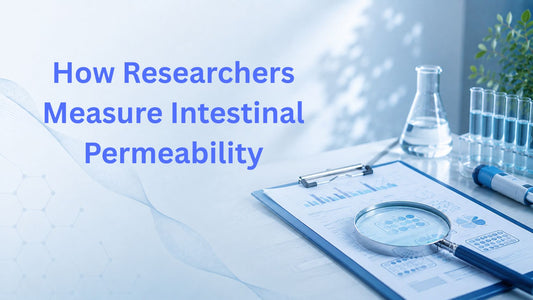 How Researchers Measure Intestinal Permeability