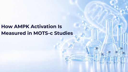 How AMPK Activation Is Measured in MOTS-c Studies