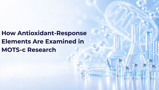 How Antioxidant-Response Elements Are Examined in MOTS-c Research