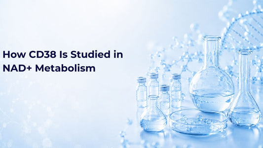 How CD38 Is Studied in NAD+ Metabolism