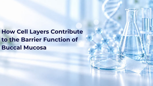 How Cell Layers Contribute to the Barrier Function of Buccal Mucosa