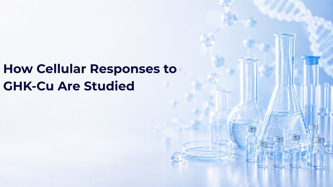 How Cellular Responses to GHK-Cu Are Studied