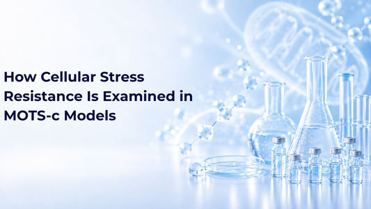 How Cellular Stress Resistance Is Examined in MOTS-c Models