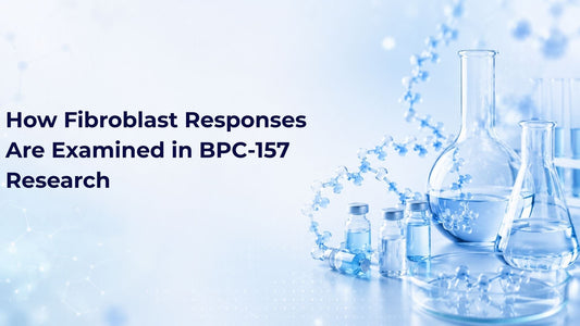 How Fibroblast Responses Are Examined in BPC-157 Research