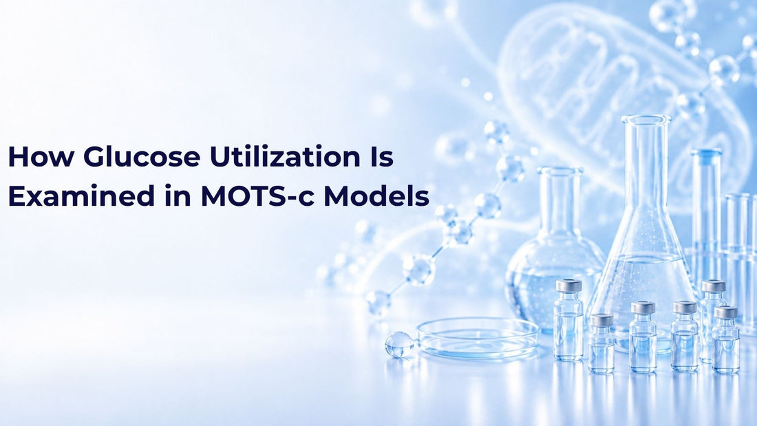How Glucose Utilization Is Examined in MOTS-c Models