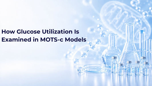 How Glucose Utilization Is Examined in MOTS-c Models