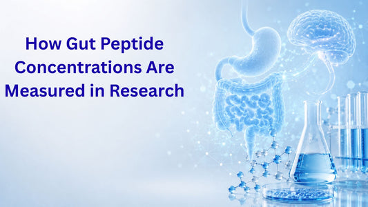 How Gut Peptide Concentrations Are Measured in Research