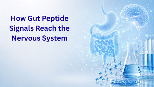 How Gut Peptide Signals Reach the Nervous System