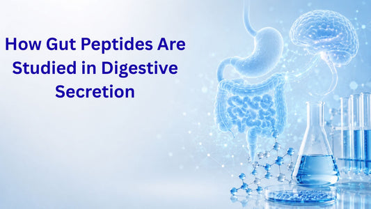 How Gut Peptides Are Studied in Digestive Secretion