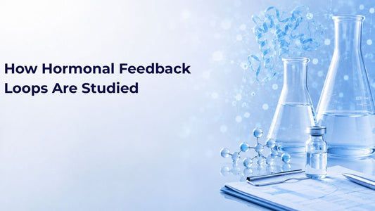How Hormonal Feedback Loops Are Studied