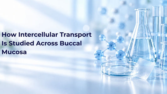 How Intercellular Transport Is Studied Across Buccal Mucosa