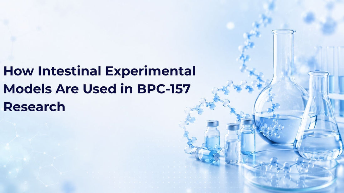 How Intestinal Experimental Models Are Used in BPC-157 Research