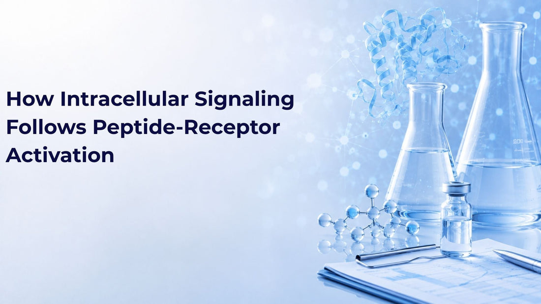 How Intracellular Signaling Follows Peptide-Receptor Activation