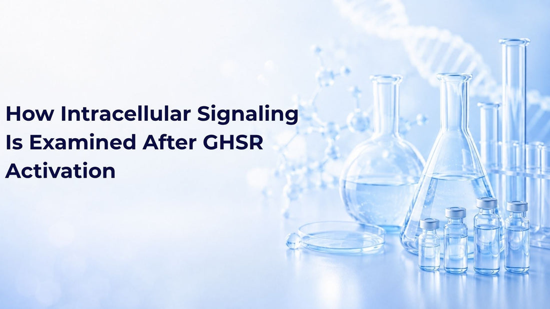 How Intracellular Signaling Is Examined After GHSR Activation
