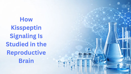 How Kisspeptin Signaling Is Studied in the Reproductive Brain