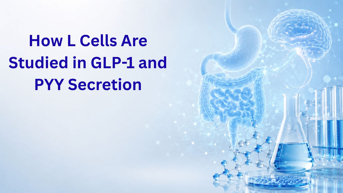 How L Cells Are Studied in GLP-1 and PYY Secretion