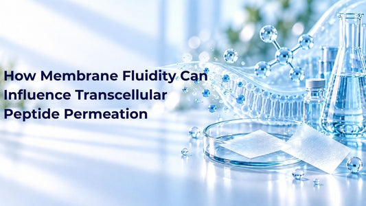 How Membrane Fluidity Can Influence Transcellular Peptide Permeation