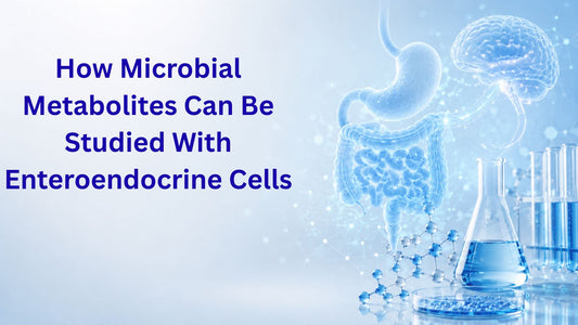 How Microbial Metabolites Can Be Studied With Enteroendocrine Cells