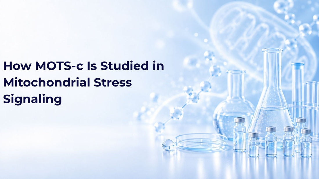 How MOTS-c Is Studied in Mitochondrial Stress Signaling