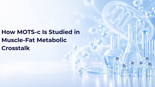 How MOTS-c Is Studied in Muscle-Fat Metabolic Crosstalk