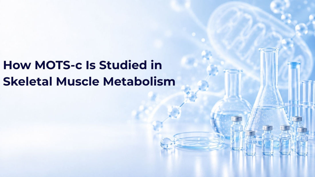 How MOTS-c Is Studied in Skeletal Muscle Metabolism