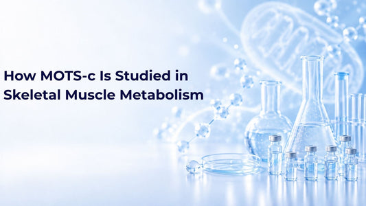 How MOTS-c Is Studied in Skeletal Muscle Metabolism
