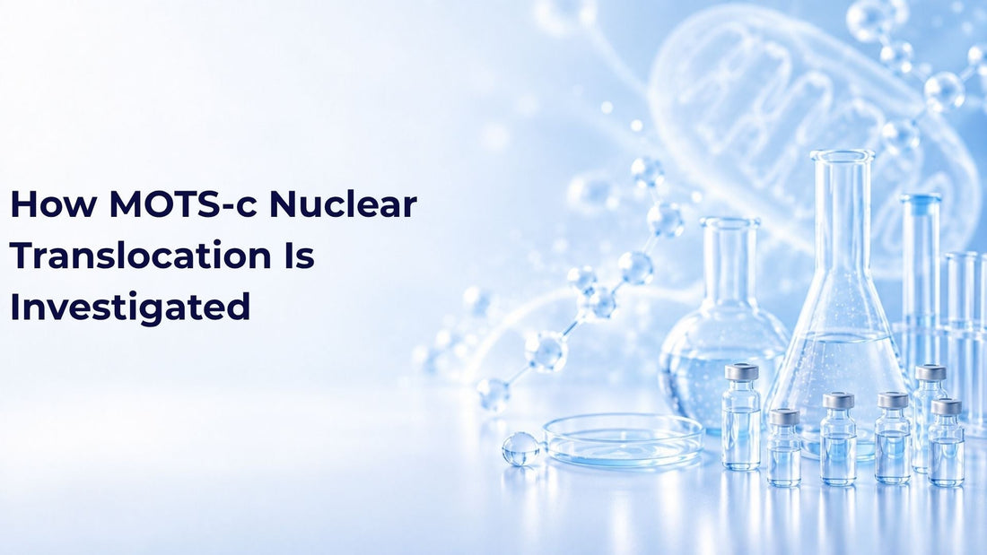 How MOTS-c Nuclear Translocation Is Investigated