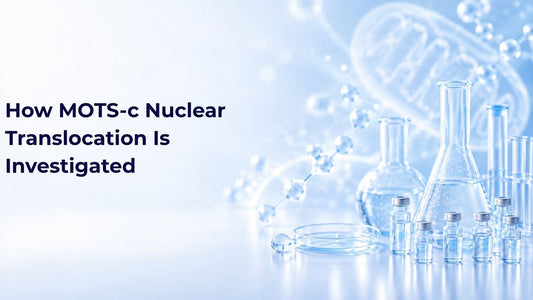 How MOTS-c Nuclear Translocation Is Investigated