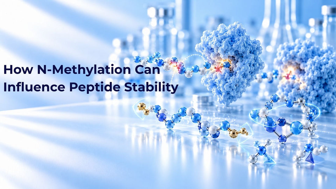 How N-Methylation Can Influence Peptide Stability