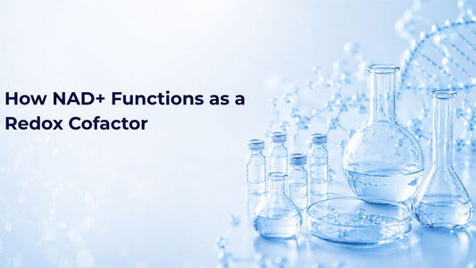 How NAD+ Functions as a Redox Cofactor