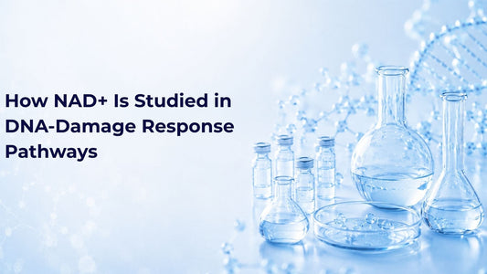 How NAD+ Is Studied in DNA-Damage Response Pathways