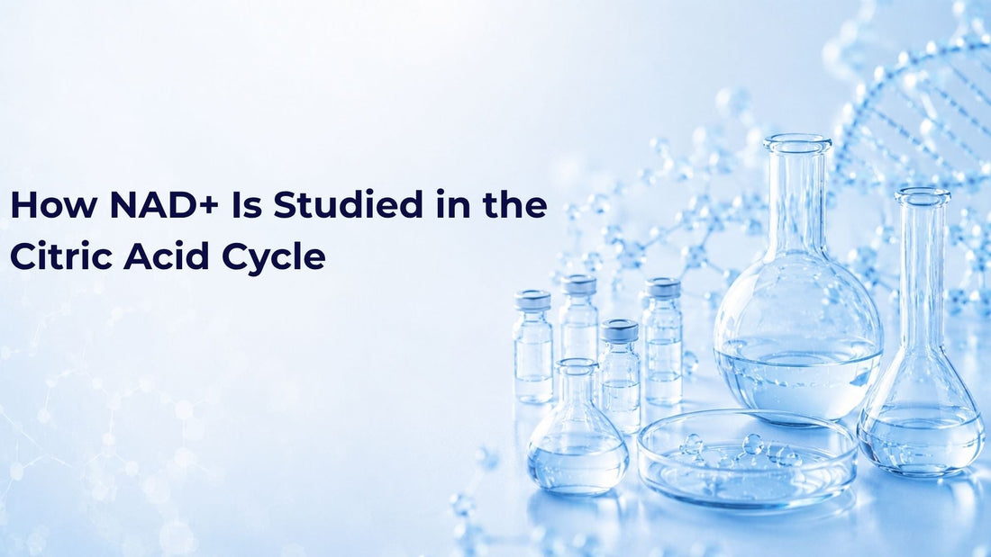 How NAD+ Is Studied in the Citric Acid Cycle
