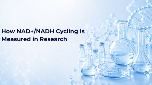 How NAD+/NADH Cycling Is Measured in Research