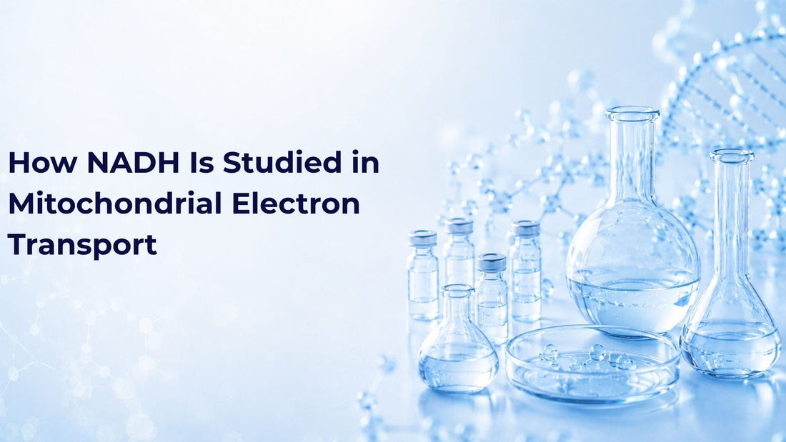 How NADH Is Studied in Mitochondrial Electron Transport