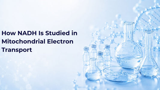 How NADH Is Studied in Mitochondrial Electron Transport