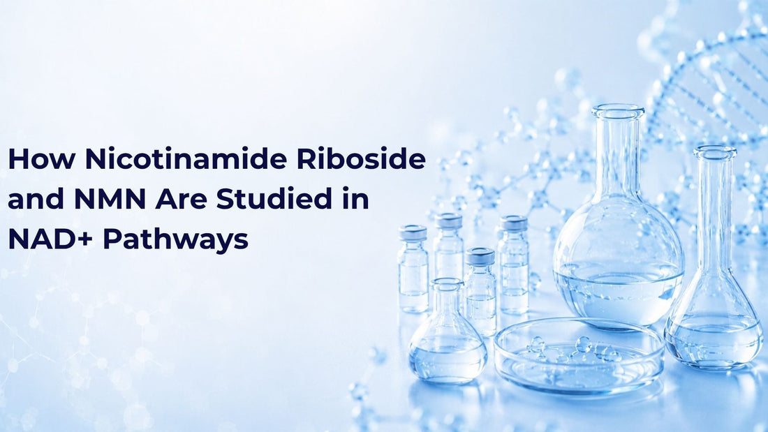 How Nicotinamide Riboside and NMN Are Studied in NAD+ Pathways