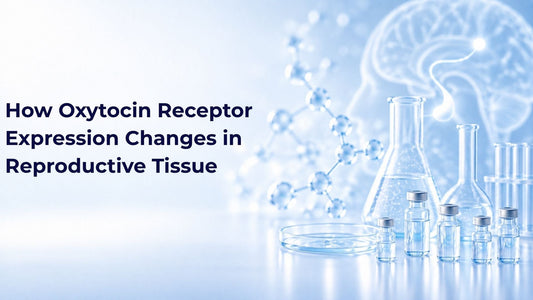 How Oxytocin Receptor Expression Changes in Reproductive Tissue