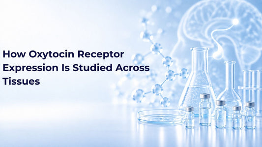 How Oxytocin Receptor Expression Is Studied Across Tissues