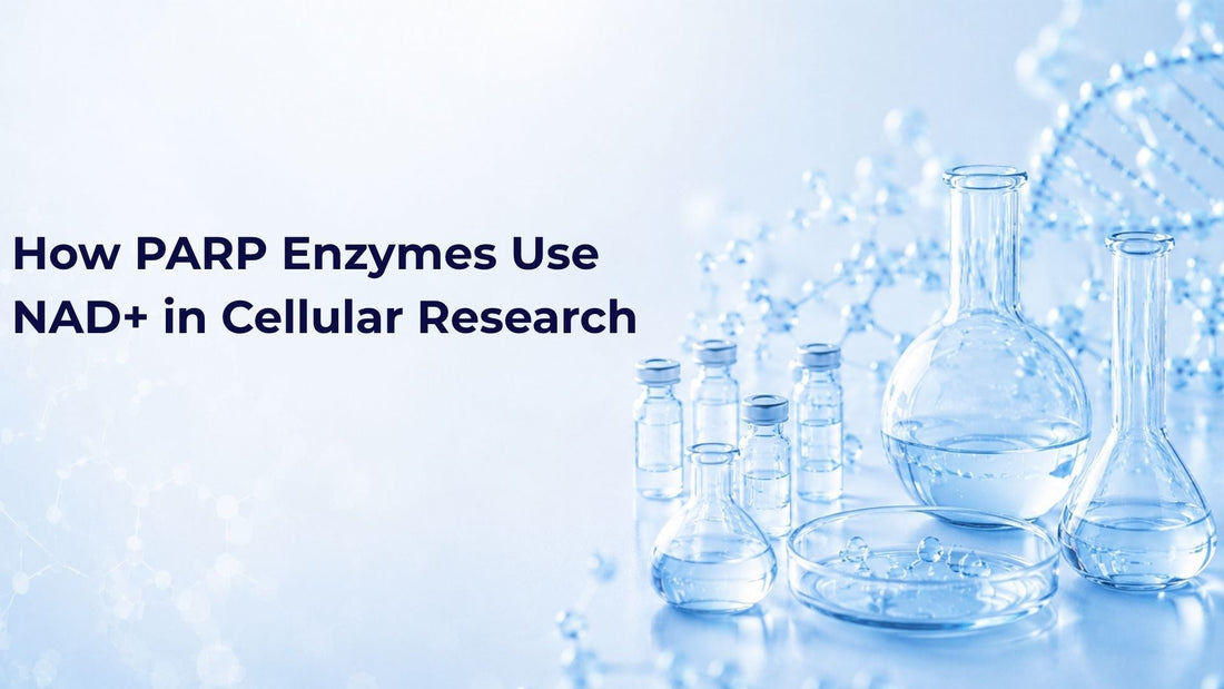 How PARP Enzymes Use NAD+ in Cellular Research