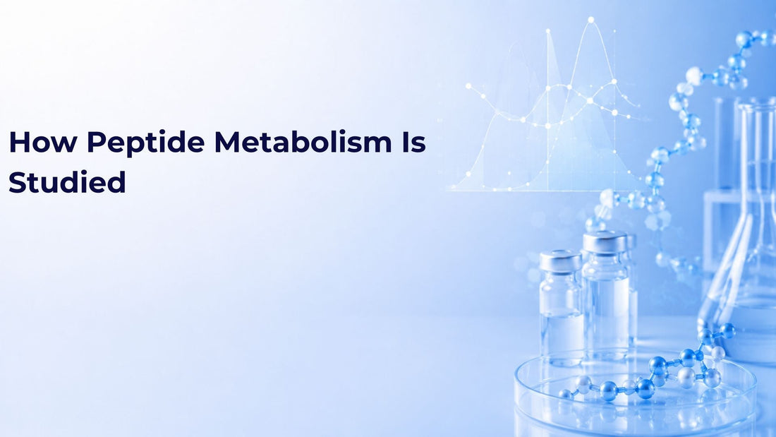 How Peptide Metabolism Is Studied