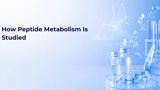 How Peptide Metabolism Is Studied