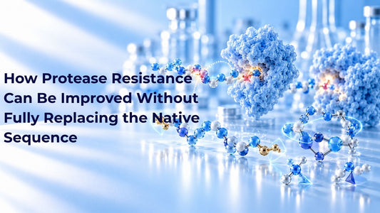 How Protease Resistance Can Be Improved Without Fully Replacing the Native Sequence