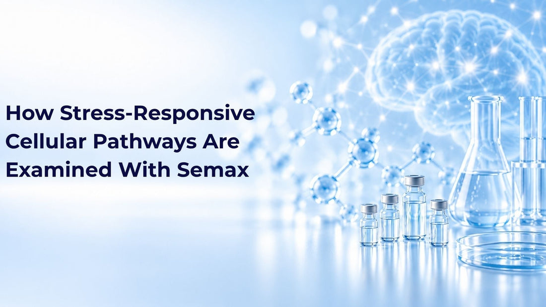 How Stress-Responsive Cellular Pathways Are Examined With Semax