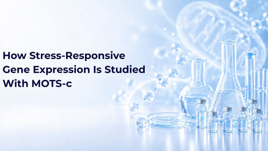 How Stress-Responsive Gene Expression Is Studied With MOTS-c
