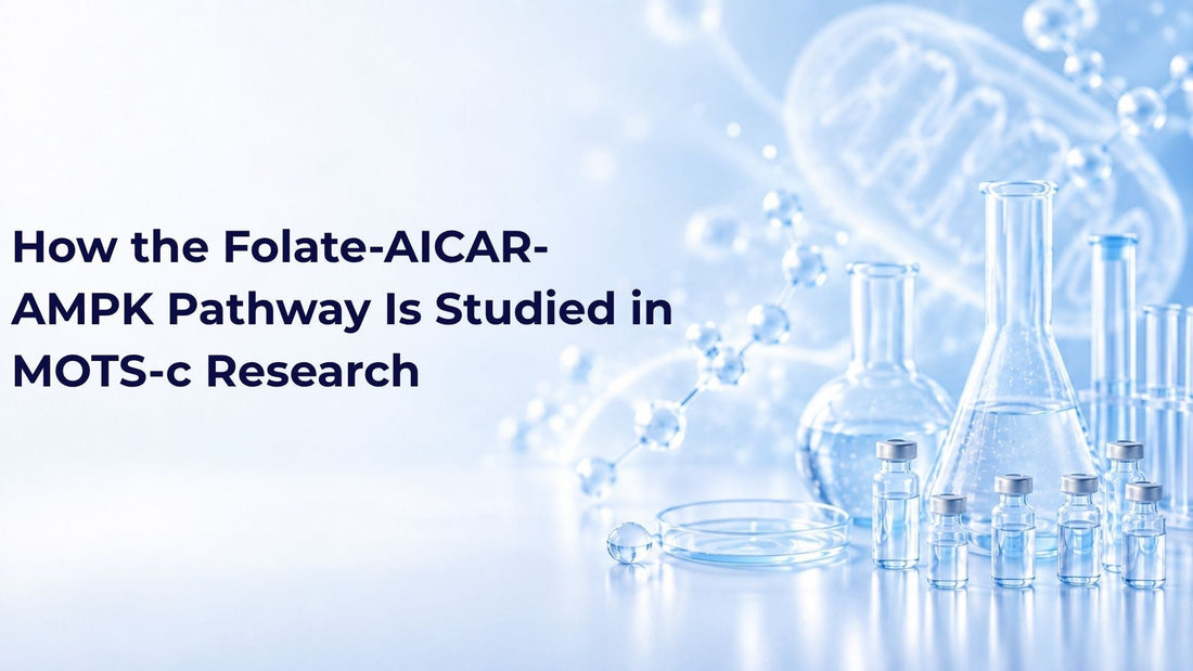 How the Folate-AICAR-AMPK Pathway Is Studied in MOTS-c Research