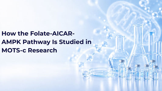 How the Folate-AICAR-AMPK Pathway Is Studied in MOTS-c Research