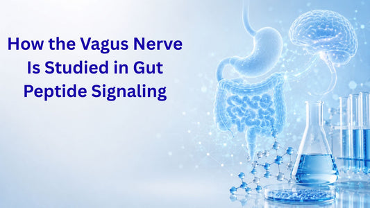 How the Vagus Nerve Is Studied in Gut Peptide Signaling